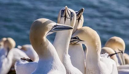 世预赛-马特塔破门古斯托两助攻 法国3-1阿塞拜疆